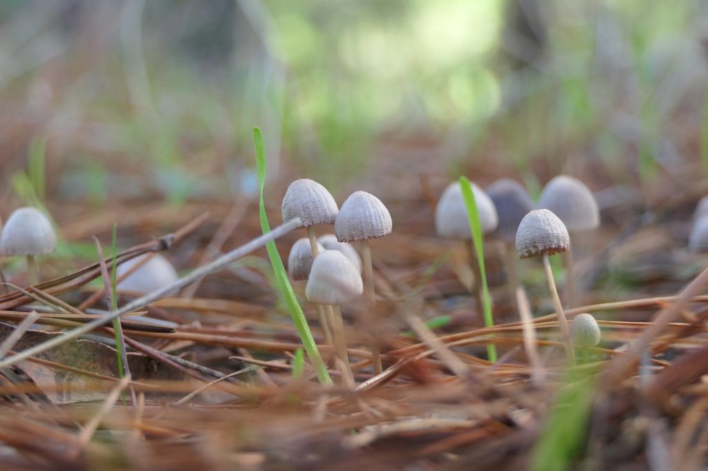mushrooms, fungi, micro environment-4177464.jpg