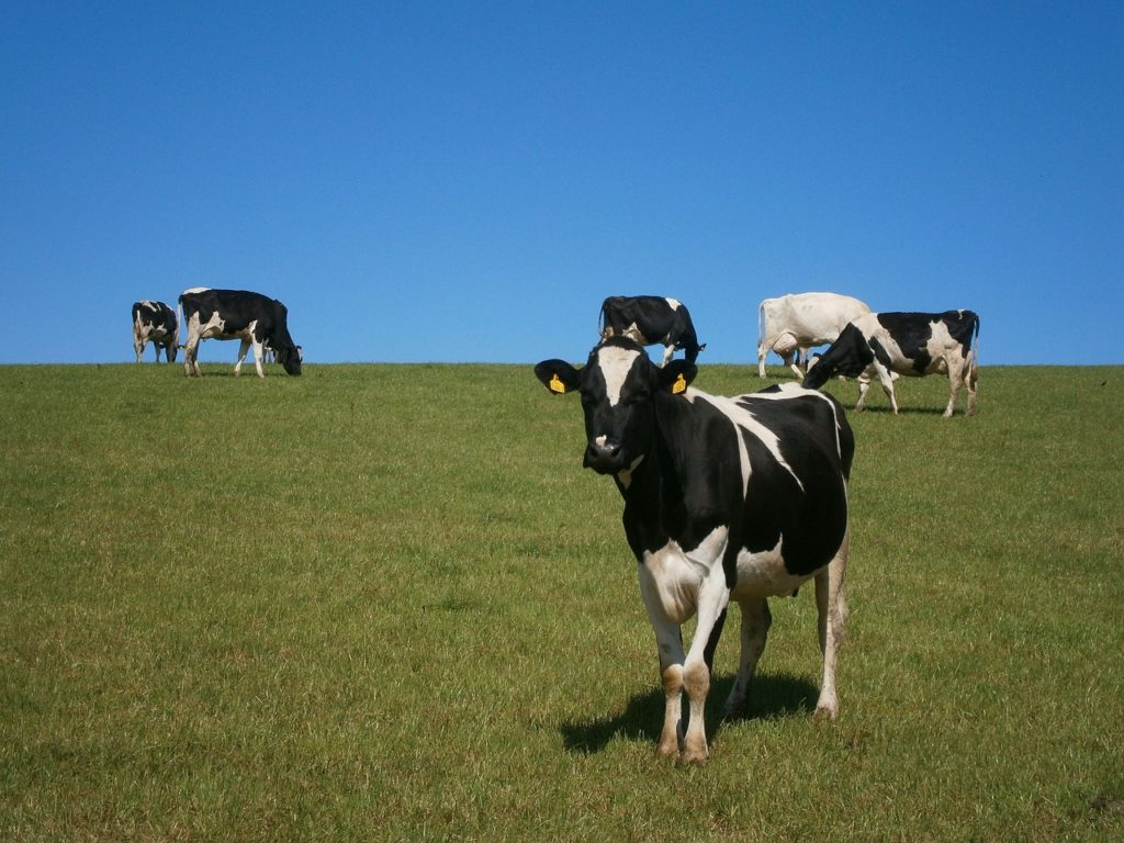 cows, field, herd-73371.jpg